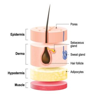 Understanding the Skin Image